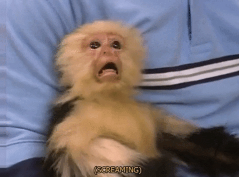 Scared-monkey GIFs - Get the best GIF on GIPHY