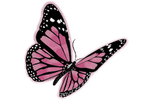 Pink Mariposa Sticker