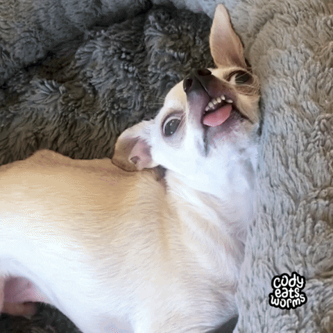 Chihuahua GIF