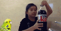 diet coke and mentos gif