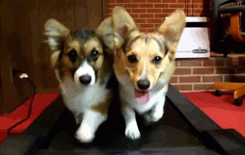 corgis