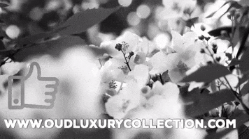 Oudluxurycollection beauty video luxury dubai GIF