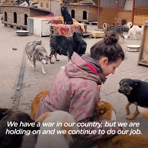 Animal Rescue Dogs GIF by The Dodo