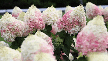 livingcreations flowers bloom blooming hortensia GIF