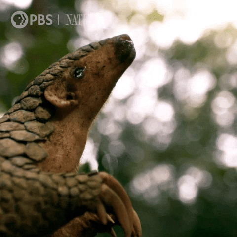 Pbs Nature Tongue GIF by Nature on PBS