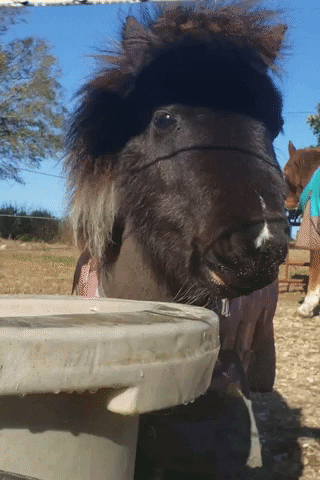 Miniature Horse GIF by BeYouCreate