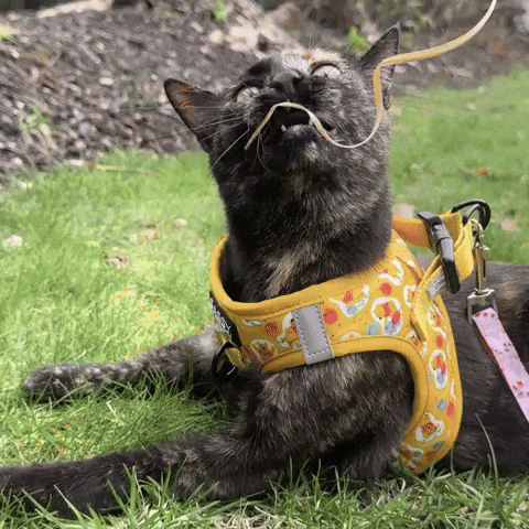 Silly Lilly GIF