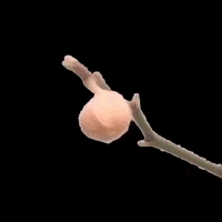 200.gif