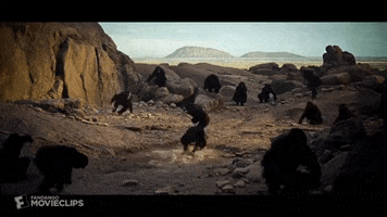 Monkey GIF