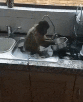 Monkey Drying GIF by JustViral.Net