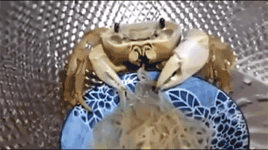 crab