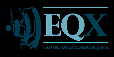 Horse GIF by EQX Centro de Ortopedia Equina