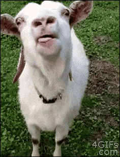 Giphy - goat GIF