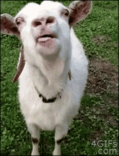 tongue-goat-cMso9wDwqSy3e