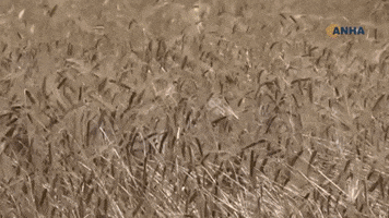 ANHA Kurdî GIF
