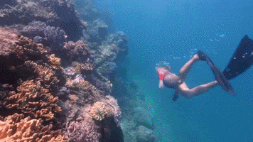 ExperienceCo diving indigenous reef coral reef GIF