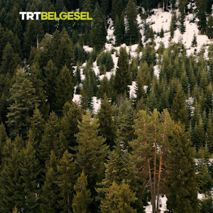 Pine Tree GIF by TRT