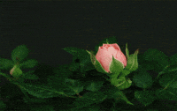 rose flower GIF