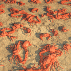 If you walked onto a beach and saw hundreds of tiny crabs dancing to electronic
