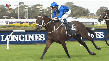 champion horses GIF by World Horse Racing
