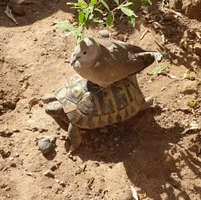 200.gif?cid=fc005b0808e14defbb131b4340cf526cfa9d05fca33ee42b&rid=200.gif&ct=g