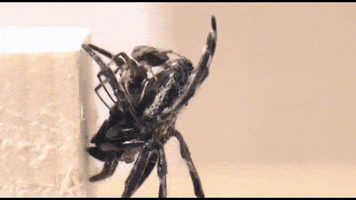 lechadd  GIF