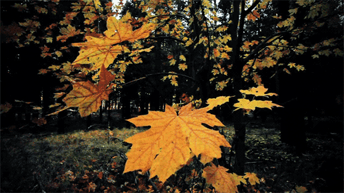 autumn GIF Sky Britnei ElementsOf A Hippie