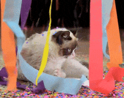 Happy Birthday Party GIF by Internet Cat Video Festival