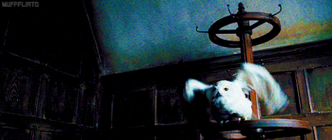 hedwig
