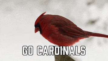 Louisville Cardinals Football GIF by Sealed With A GIF