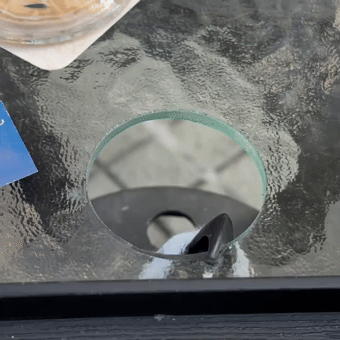 Parrot GIF
