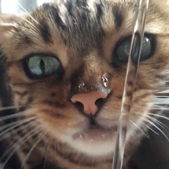 Thirsty Infinite Cat GIF