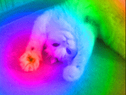Kitty Acid GIF - Find & Share on GIPHY