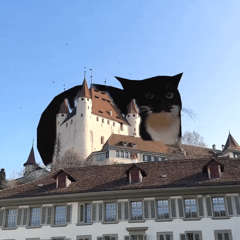 Cat GIF by Stadt Thun