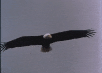 Soaring-eagle GIFs - Get the best GIF on GIPHY