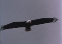 Soaring-eagle GIFs - Get the best GIF on GIPHY Soaring-eagle GIFs - Get the best GIF on GIPHY