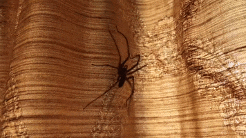 Spider GIF
