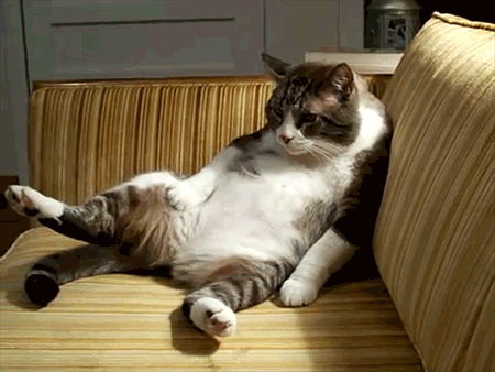 Cat Sitting GIF