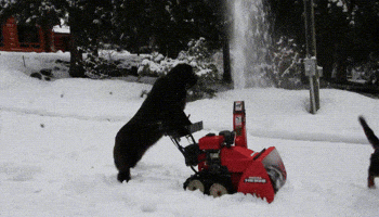 dogs in snow gif