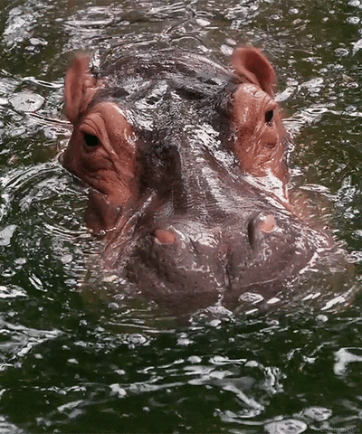 Wildlife Hippo GIF - Find & Share on GIPHY