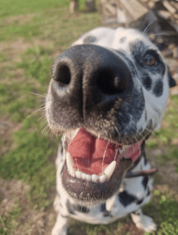 Dalmatian GIF