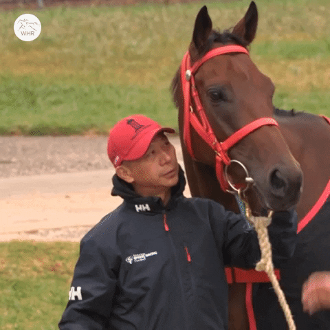 Sealed With A Kiss Love GIF by World Horse Racing