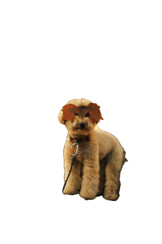 Animated Sticker