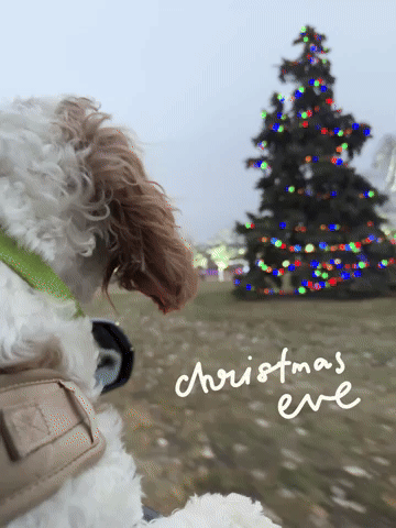 Christmas Eve GIF