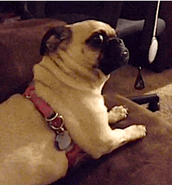 https://media1.giphy.com/media/cfUMNY4RfGhEc/giphy.gif?cid=19f5b51a5d11452059466a526f1baa01&rid=giphy.gif