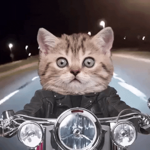 Cats GIFs - Get the best GIF on GIPHY