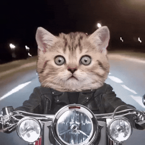 Kitty on a bike