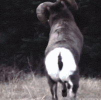 Chicago Bears GIF