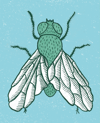PILARSDELRIO fly insect texture mosca GIF