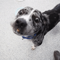 Peanut Butter Dog GIF by LifeLine Animal Project